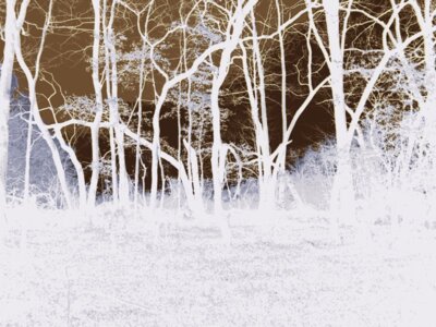 Waving trees / negative