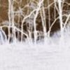 Waving trees / negative