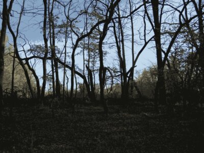 Waving Trees Original 